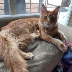 orange maine coon ct