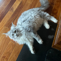 maine coon kittens for sale near me