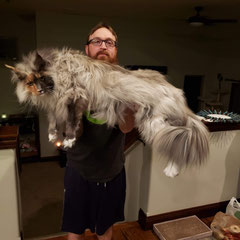 giant maine coon cats for sale - maine coon cats for sale