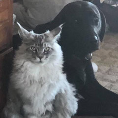 grey maine coon kitten