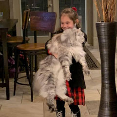 maine coon cats for sale near me