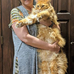 giant maine coon cat for sale