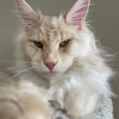 maine coon breeders near me