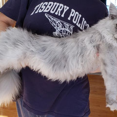 maine coon kittens for sale