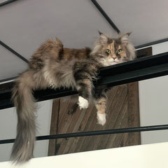 Maine coon cat