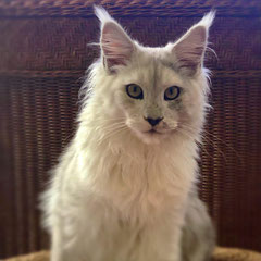  maine coon kittens for sale texas