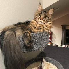 maine coon kittens illinois