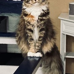 maine coon kittens mi