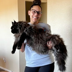 black maine coon cat