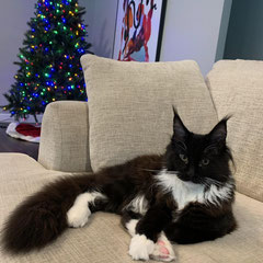 maine coon cats for sale