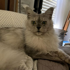 maine coon kittens for sale