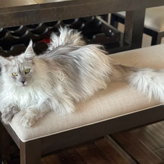 Maine coon kittens near me