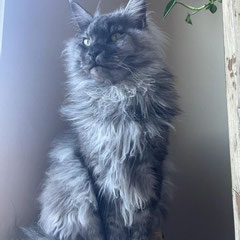 maine coon cat breeders