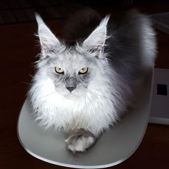 black smoke maine coon