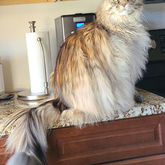 orange maine coon kitten