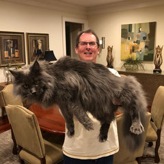 giant blue maine coon cat - maine coon cats for sale