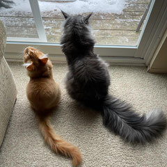 maine coon cat breeders