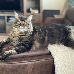 Registered maine coon breeder usa