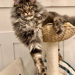 coon cat kittens for sale