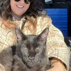 Maine coon black cat