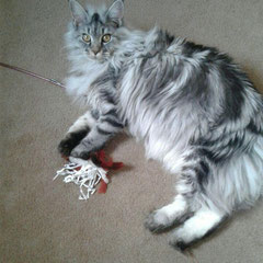 grey maine coon cat