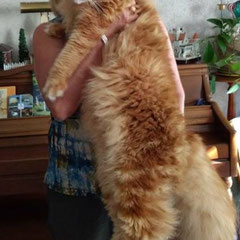 giant maine coon kittens for sale - maine coon kittens for sale