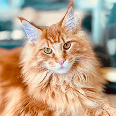 orange maine coon