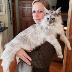 black smoke maine coon