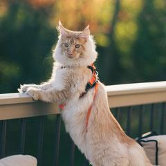 Maine coon