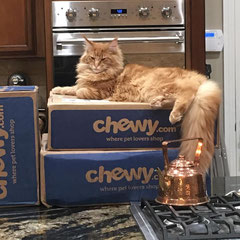 orange maine coon for sale