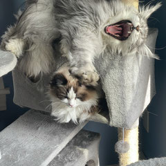 maine coon kittens for sale maryland