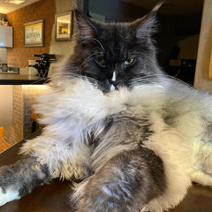 maine coon cats for sale near me