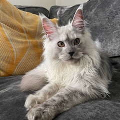 maine coon kitten silver smoke