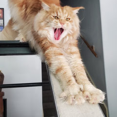 orange maine coon