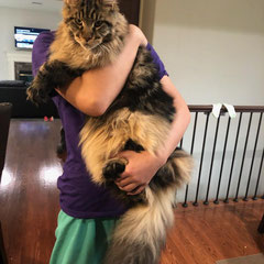 maine coon kittens for sale colorado
