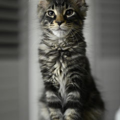 maine coon kittens online