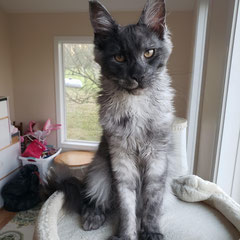 purchase maine coon cat