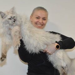 silver shaded maine coon