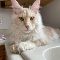 ginger maine coon