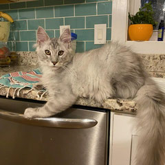 maine coon cats for sale