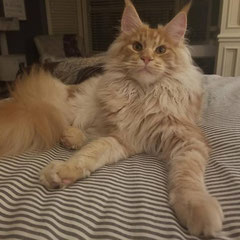 ginger maine coon cat kittens