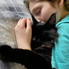 european maine coon kittens for sale