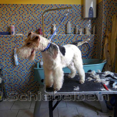 Fox Terrier Lucky nachher.Handstripping nach Rassenstandart.KEINE MASCHINE!