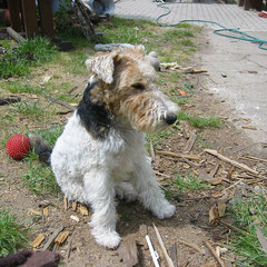 Fox Terrier  Henry vorher