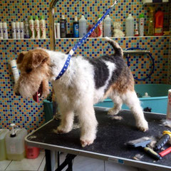 Fox Terrier Lotti  nachher.Handstripping nach Rassenstandart.KEINE MASCHINE!