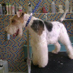 Fox Terrier  nachher.Handstripping nach Rassenstandart.KEINE MASCHINE!