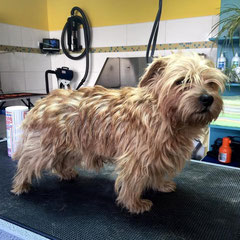 Norfolk Terrier vorher