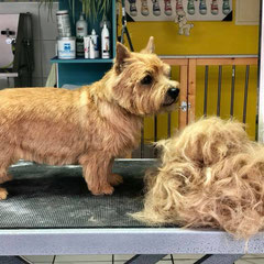 Norwich Terrier nachher. Handtrimmen.KEINE MASCHINE!