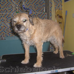 Vorher.Border Terrier