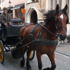 Während die Pferde lostraben, gönnen wir uns einen Café au lait auf einer der Terrassen am großen Markt. Bei der Kulisse schmeckt es doppelt gut und schlägt sich auch entsprechend im Preis nieder.